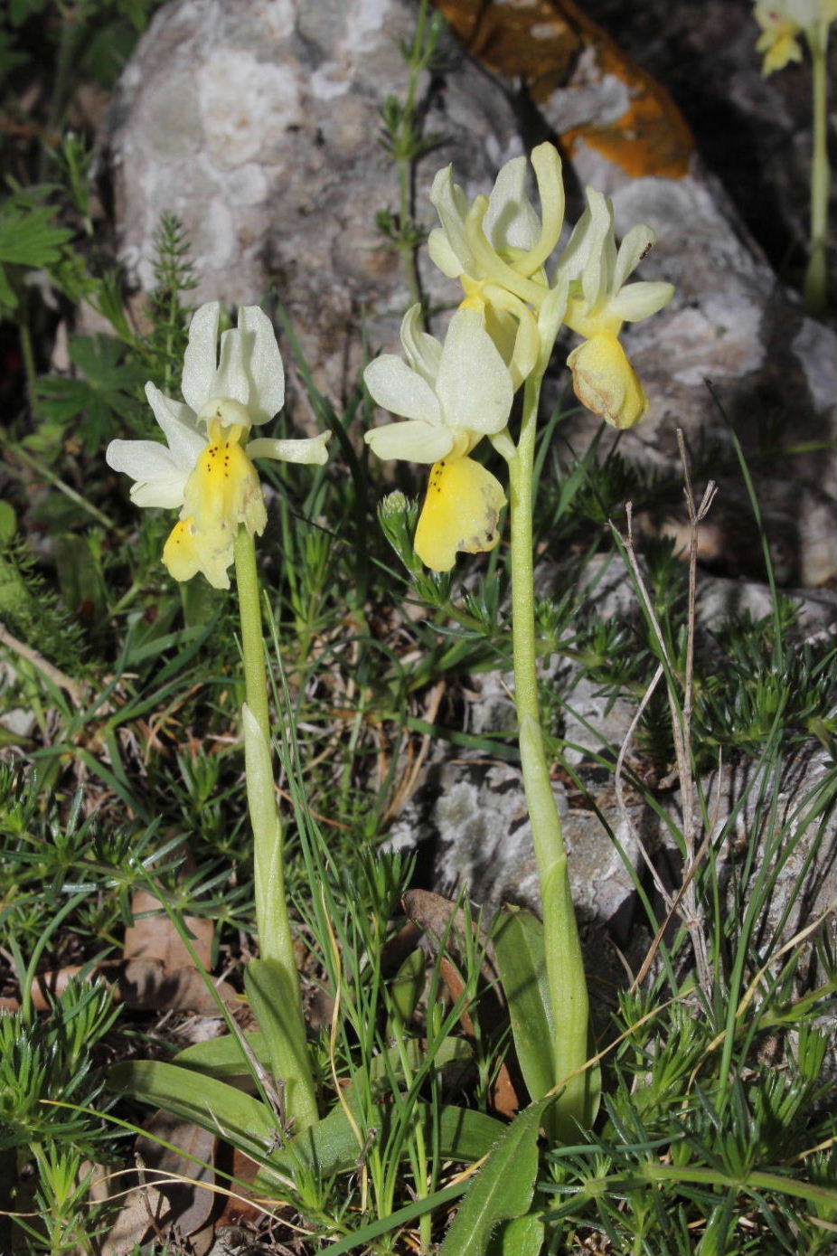 Orchidee dal promontorio del Gargano